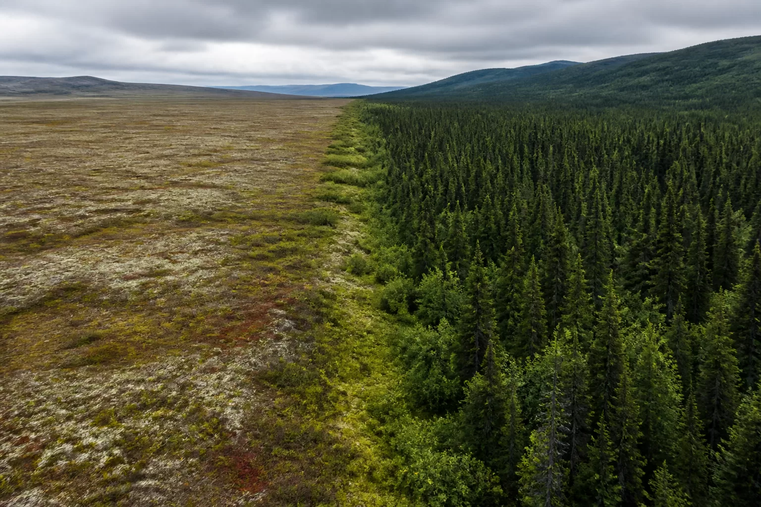 Tundra ir taiga – kraštovaizdžio palyginimas